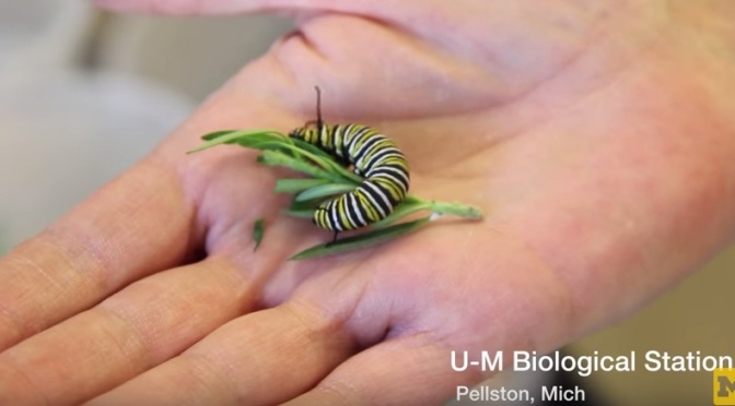 UM Experiments Seek Answers To The Future of Milkweed, Monarchs